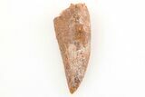 Serrated, Raptor Tooth - Real Dinosaur Tooth #196562-1